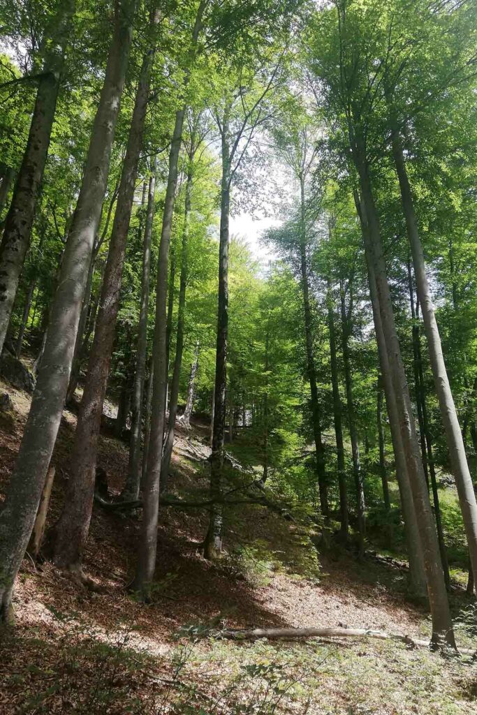 Große Bäume im Wald, durch die ein Trampelpfad führt.