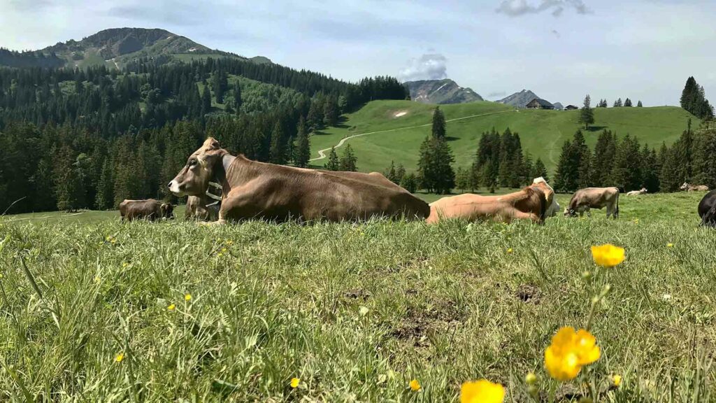 Auf der Wiese liegen Kühe und im Hintergrund sind Hügel und Berge zu sehen.