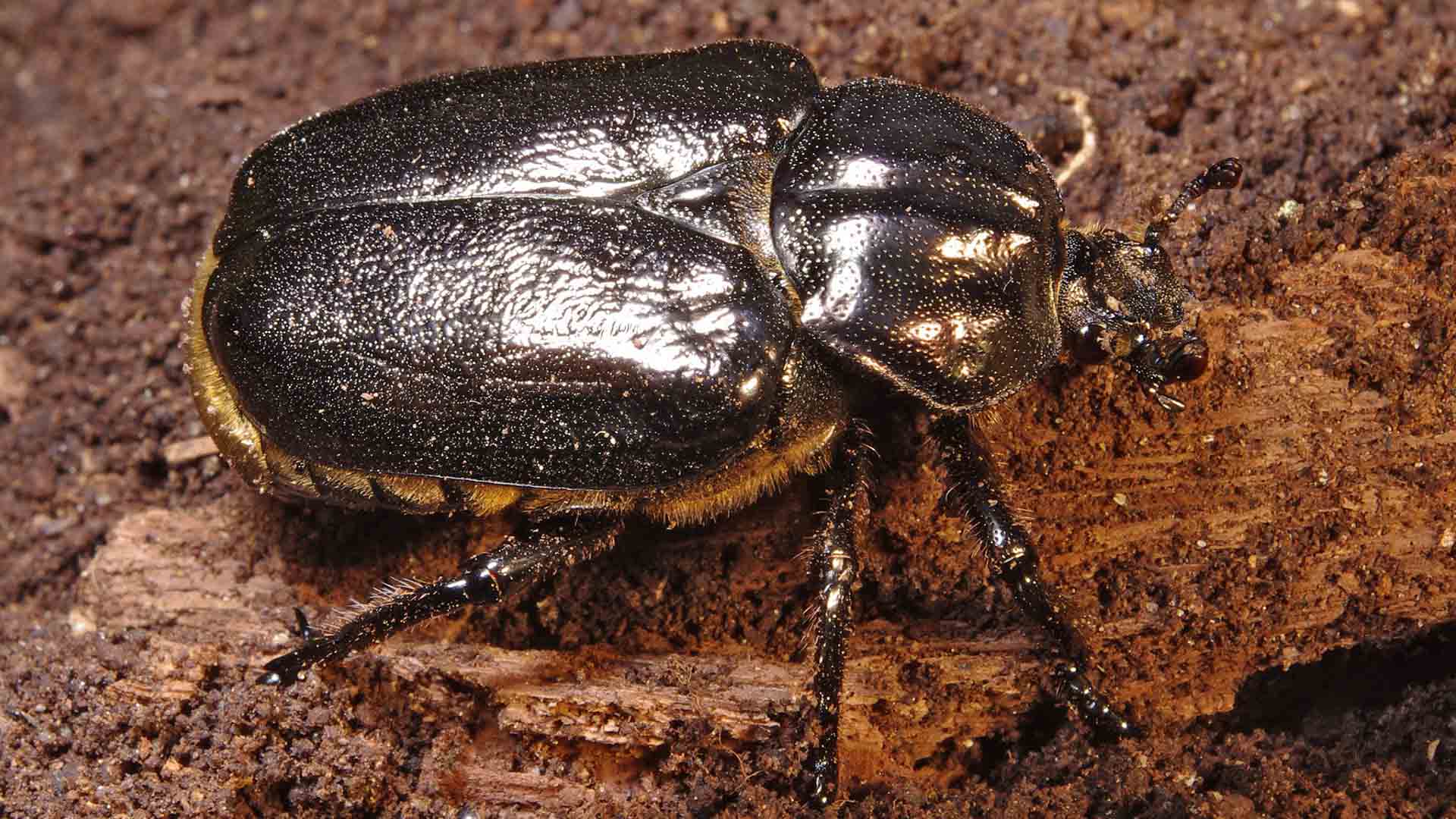 Kopfeichenland Natura 2000 Ganz deine Natur
