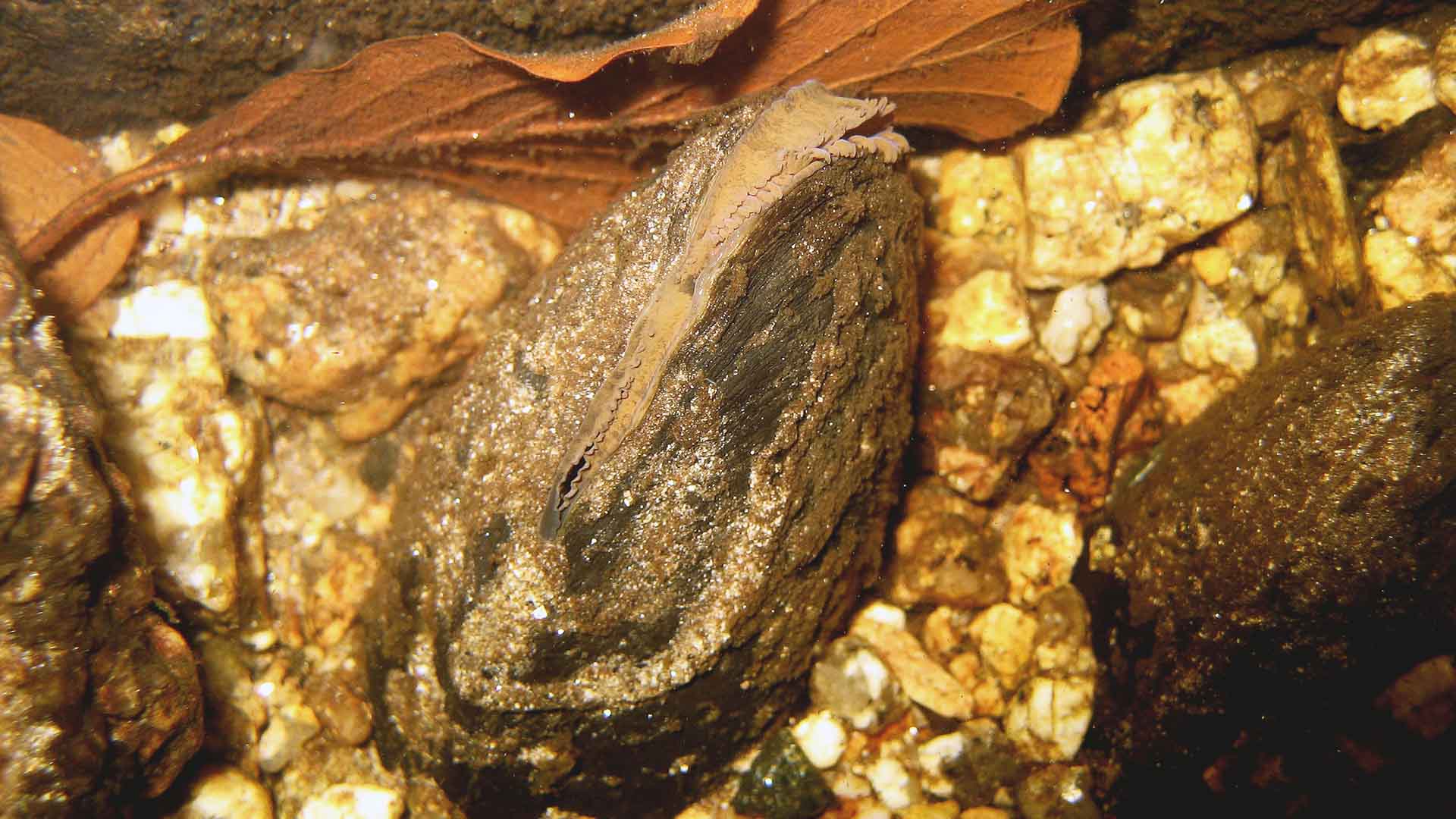 Muschel liegt auf dem Bachbett.