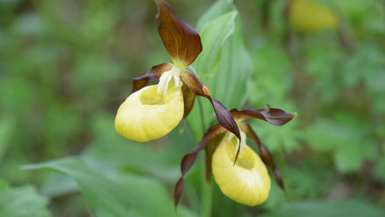 Eine Blume namens Frauenschuh mit gelber Blüte und grünen Blättern im Hintergrund.