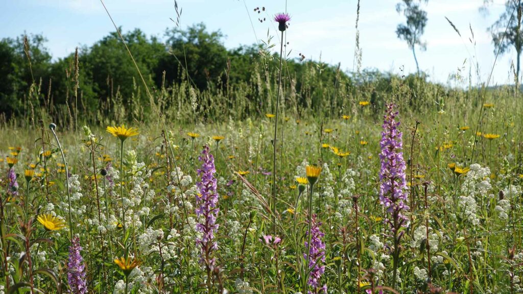 Blumenwiese.