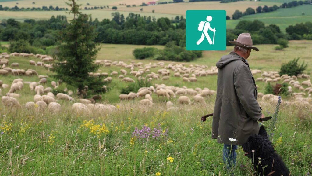 Im Vordergrund ein Schäfer, im Hintergrund Schafe auf einer Wiese mit Baumgruppen.