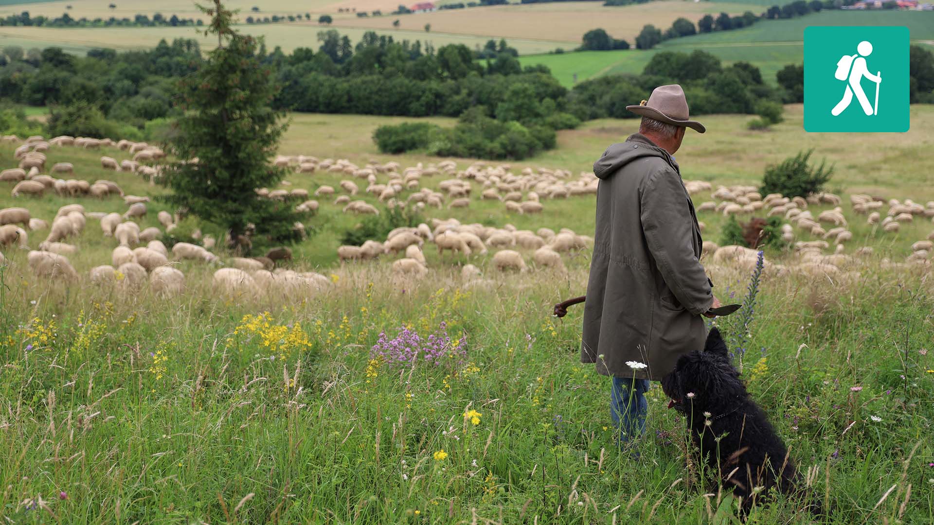 Im Vordergrund ein Schäfer, im Hintergrund Schafe auf einer Wiese mit Baumgruppen.