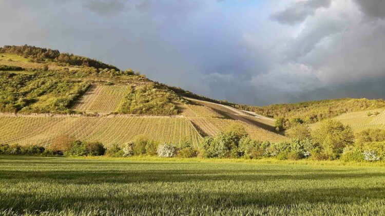 Hinter einer Wiese liegen Hügel mit Weinreben.