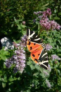 Ein Schmetterling namens Spanischer Flagge zwischen Kräutern und Gräsern.