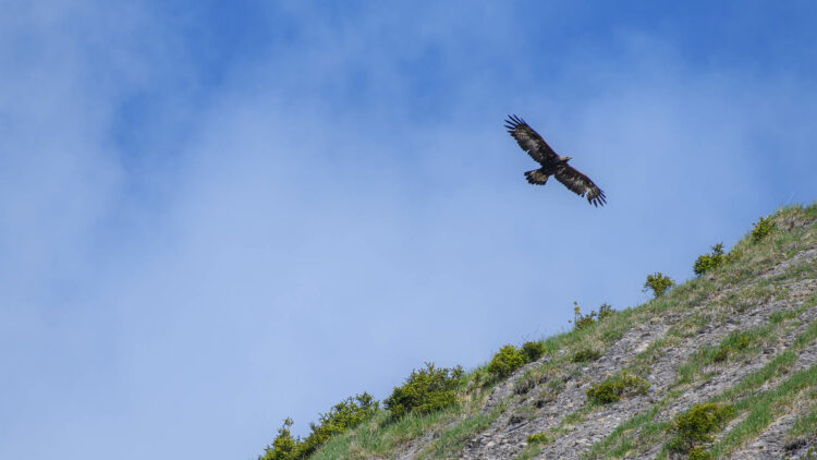 Fliegender Vogel.