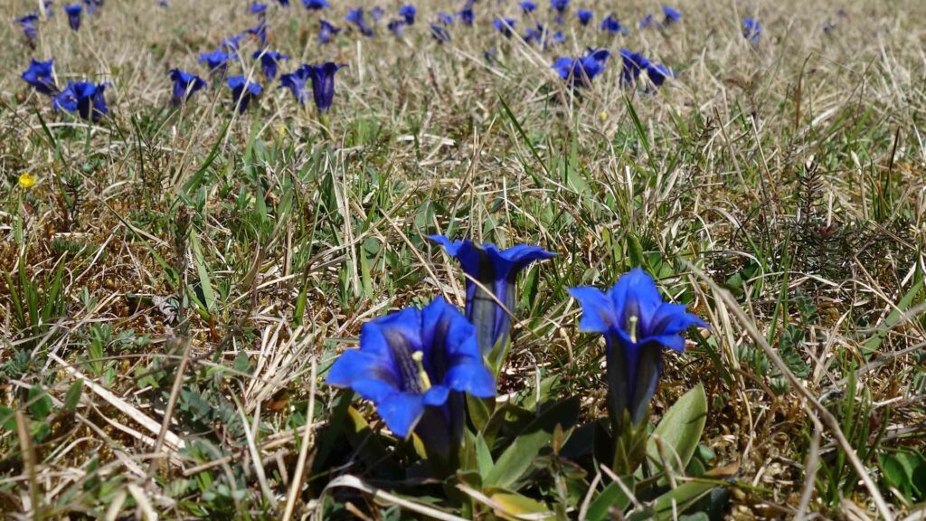 Heide mit blühenden kleinen Blumen im Frühjahr.