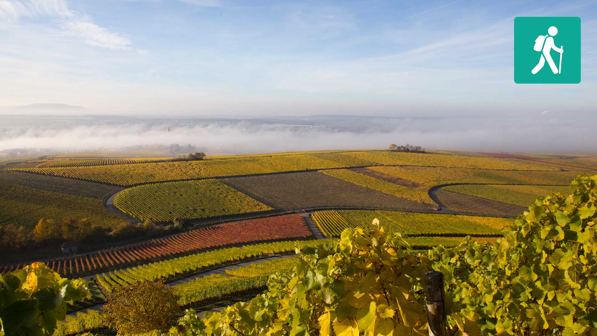 Landschaft mit Feldern und Weinreben im Vordergrund.