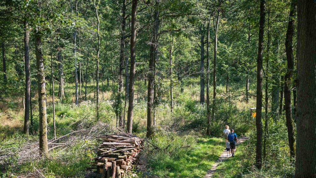 Wanderweg durch einen lichten Nadelwald.