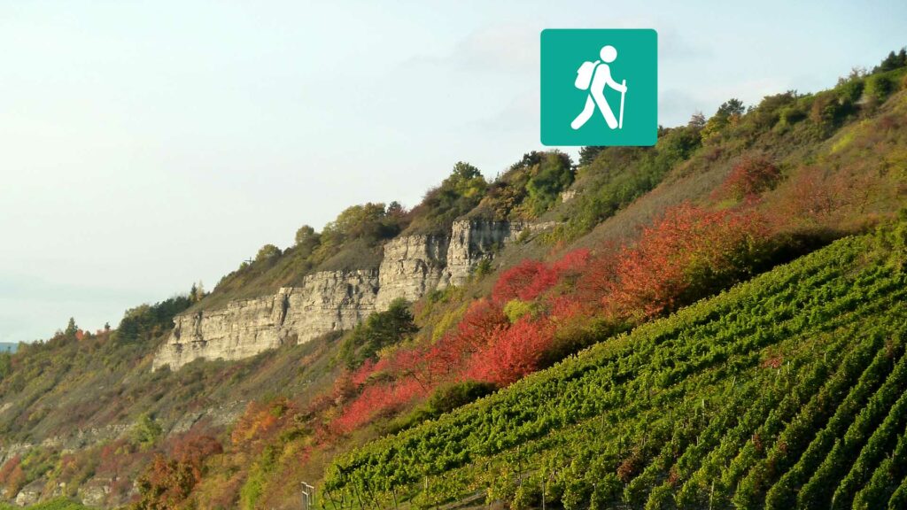 Hinter den Weinreben treten die Felsen eines Hügels zutage.