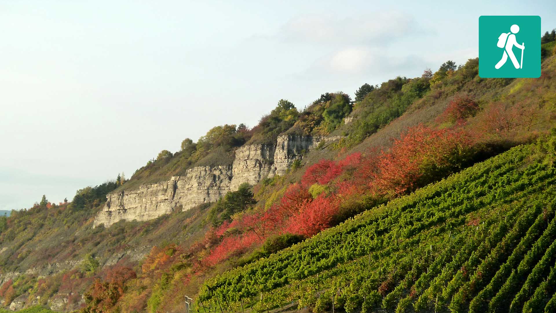 Hinter den Weinreben treten die Felsen eines Hügels zutage.