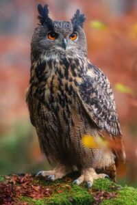 Ein Uhu (Vogel) sitzt auf einem Ast. Seine Augen leuchten orange.