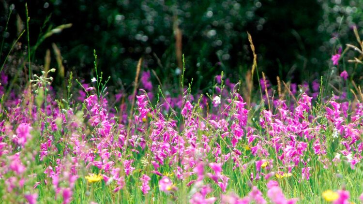 Blühende Blumen auf einer Wiese vor dem Waldrand.