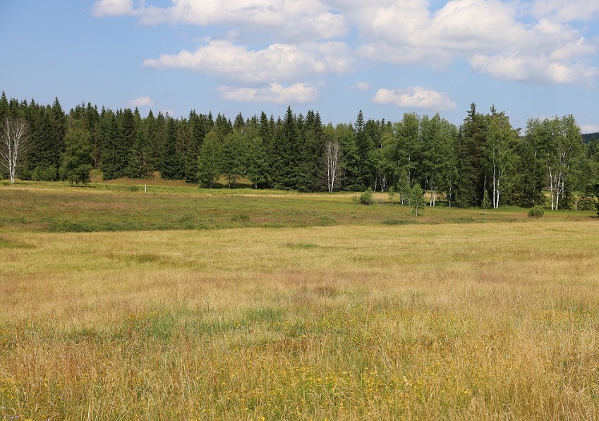 Eine bunte Wiese erstreckt sich bis zum Waldrand im Hintergrund, darüber ein weiß-blauer Sommerhimmel