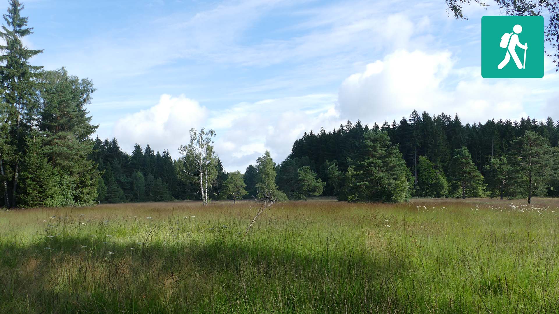 Brandmoos_Beitragsbild_Icon_klein_VB Vor einem Wald im Hintergrund liegt eine Wiese (ein Quell- und Niedermoor).