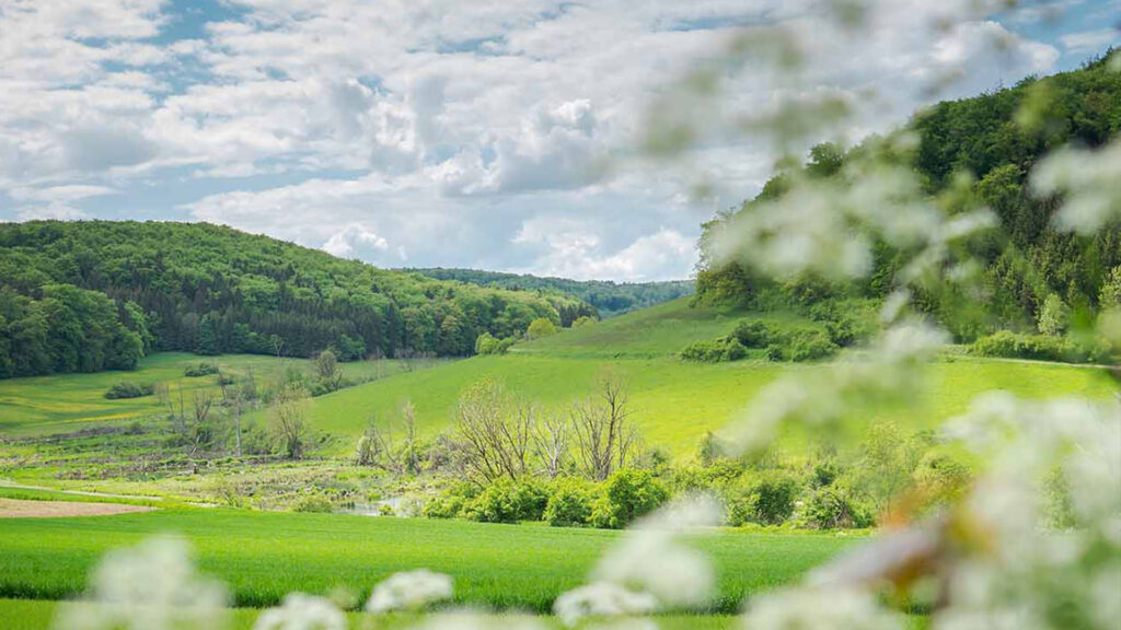 Hinter blühenden Blumen erstreckt sich eine hügelige Landschaft mit Wiesen und Wäldern.