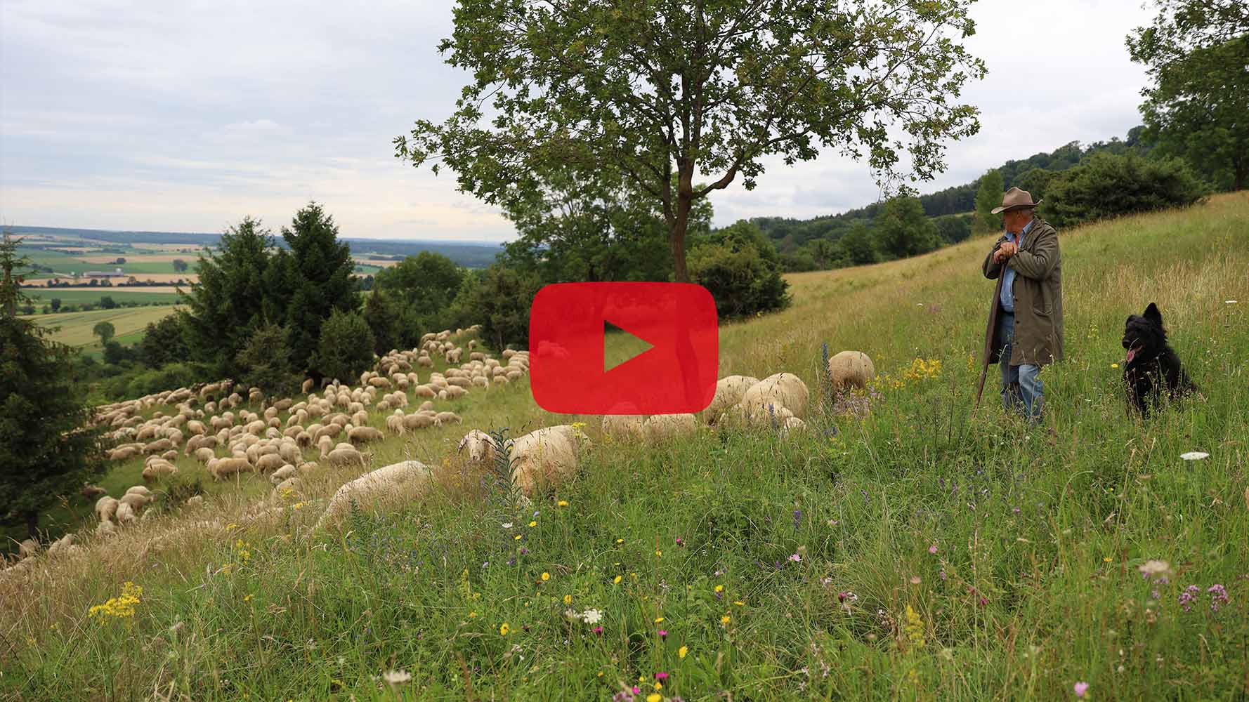 Schäfer zieht mit seiner Herde über die Heidelandschaft am Hesselberg.