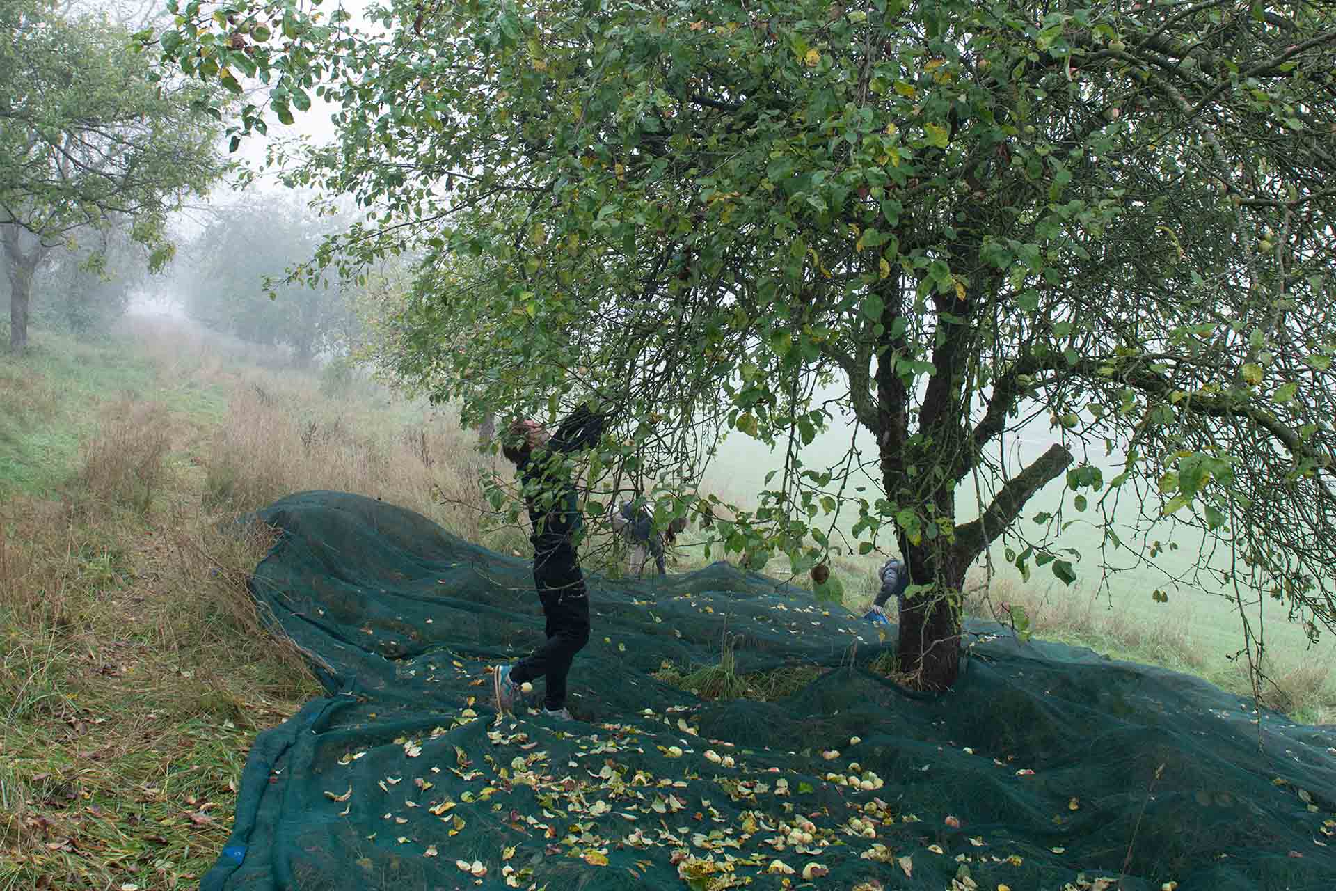 Eine Frau schüttelt an einem Apfelbaum, damit die Äpfel herunterfliegen.