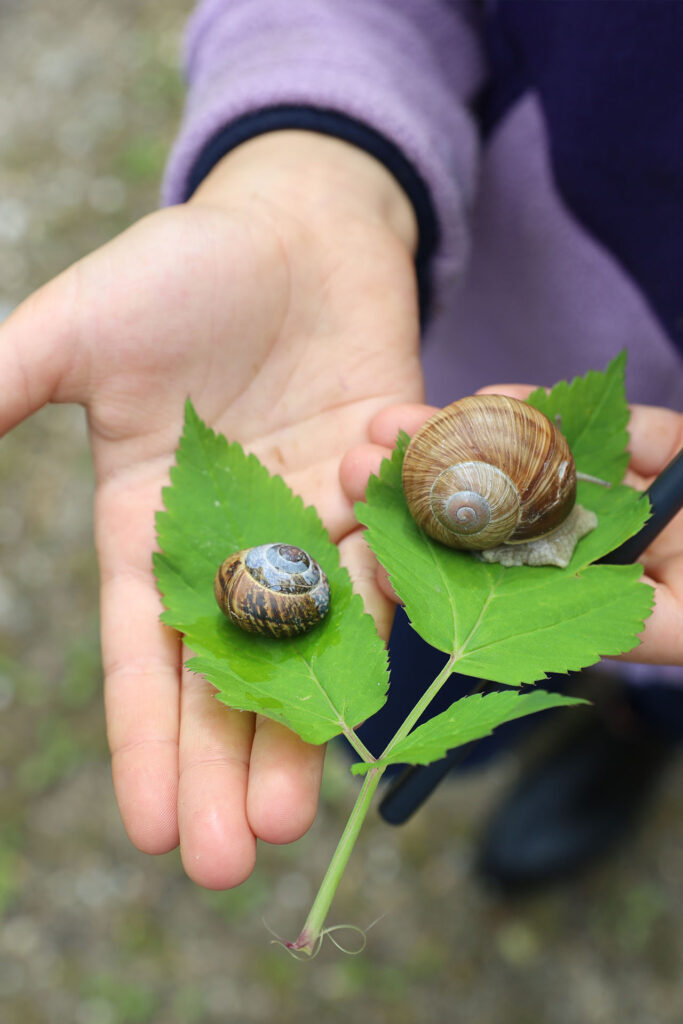 Zwei Weinbergschnecken werden auf Kinderhänden getragen.