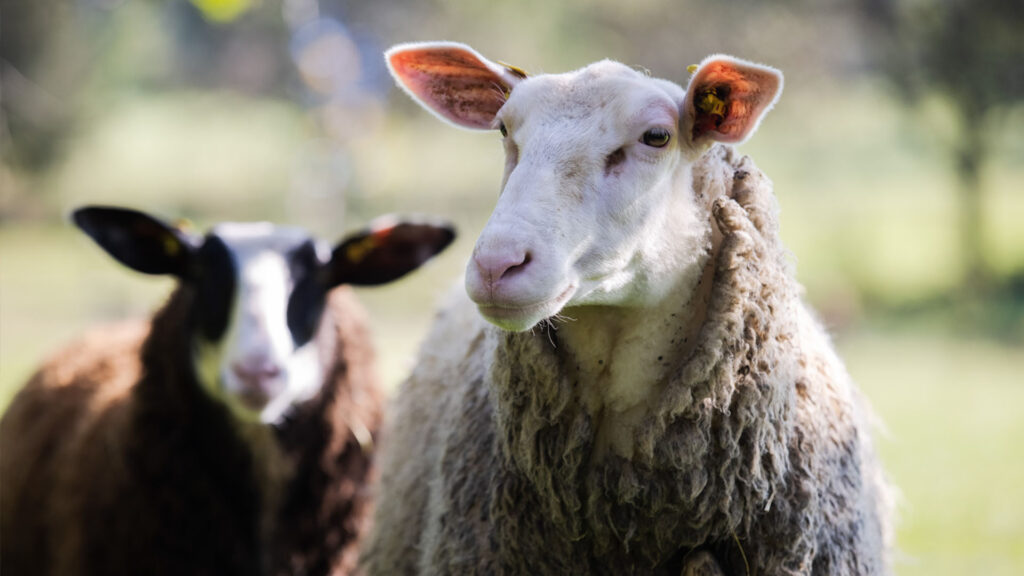 Portraitaufnahme eines Schafs.