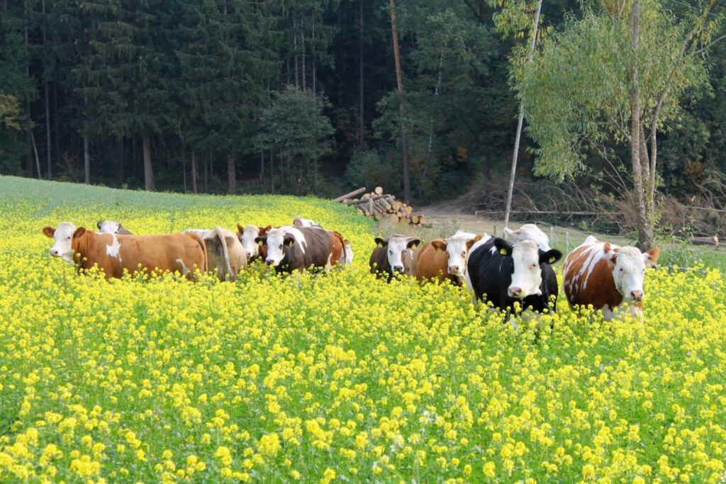 Eine Kuhherde geht durch ein gelb blühendes Rapsfeld.