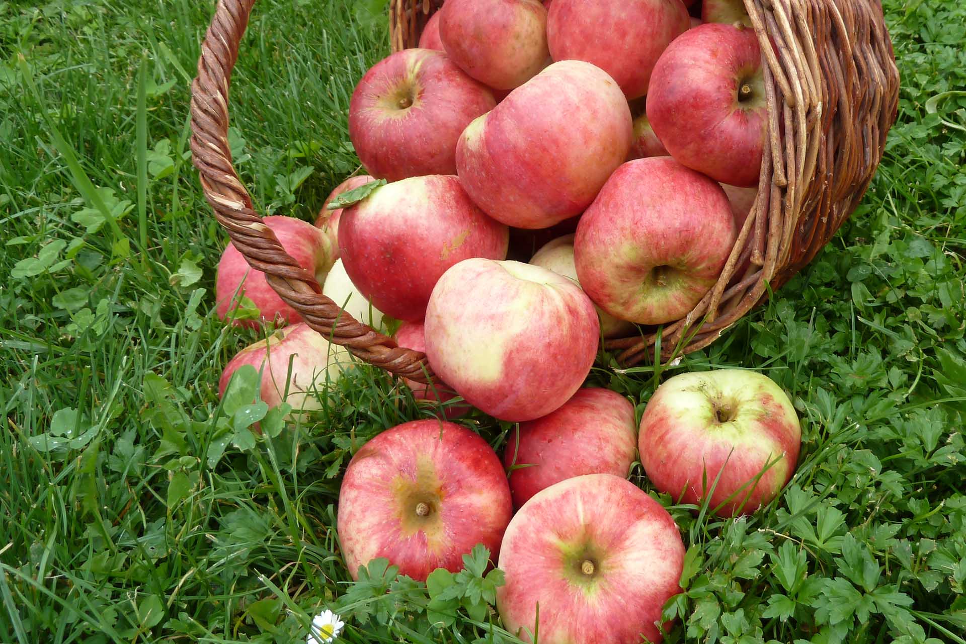 Der Bio Streuobsthof Stöckl – Frisches Obst und wertvolle Säfte von Hochstamm-Obstbäumen