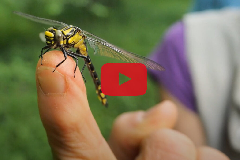 Vorschaubild Video: Entdeckungsreise zu Fröschen und Libellen.