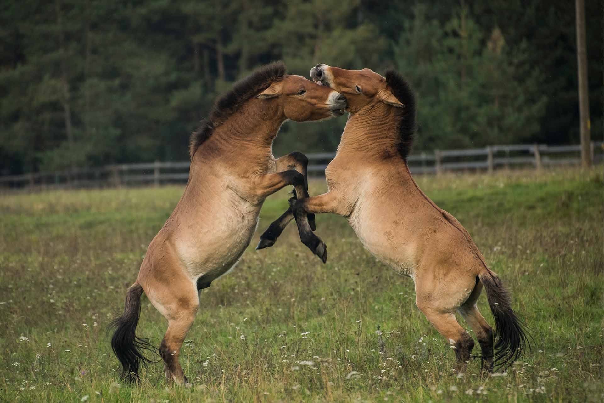 Zwei hellbraune Wildpferde mit schwarzer Mähne und schwarzen Schweif türmen sich auf einer bunten Wiese voreinander auf.