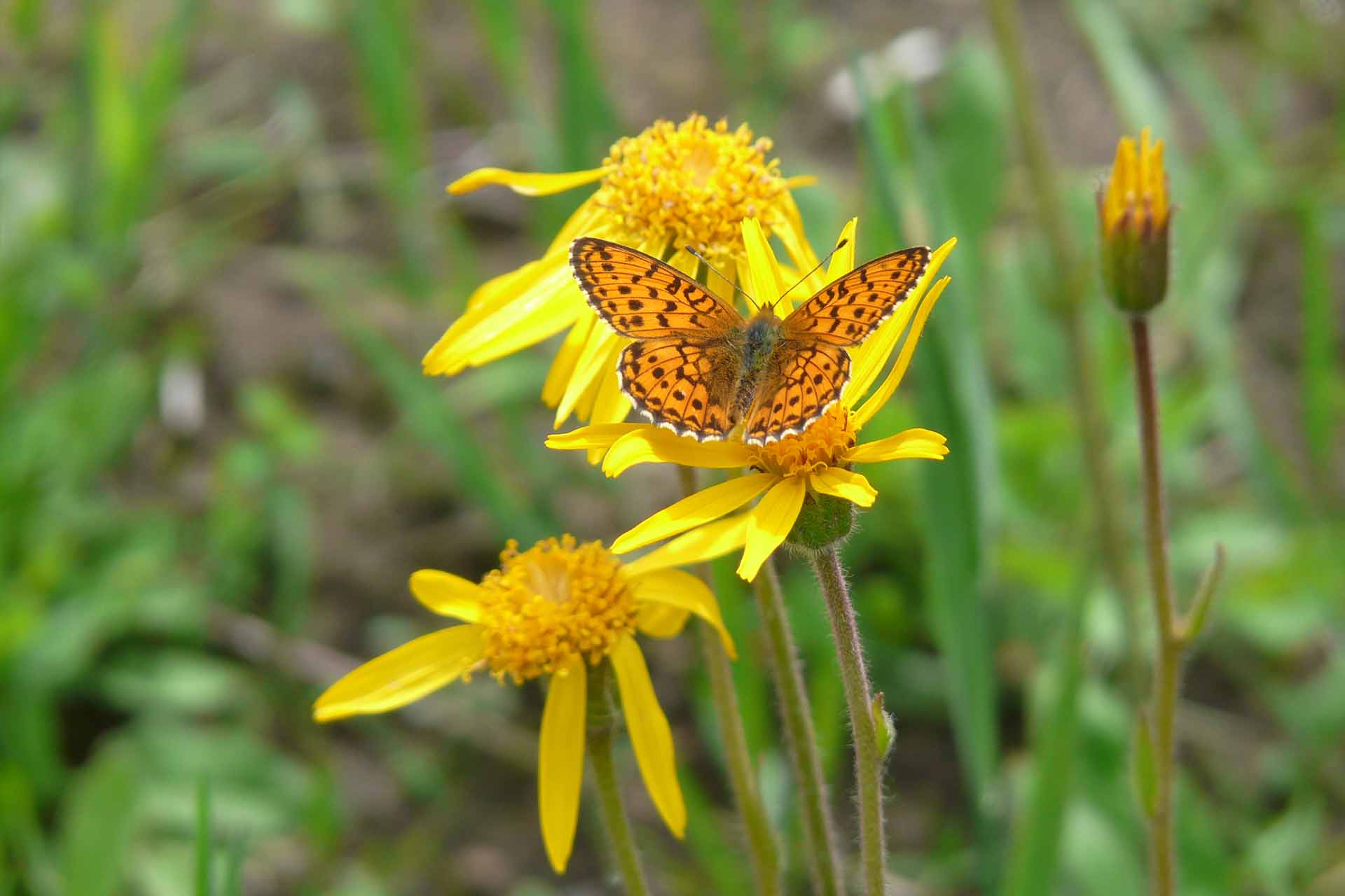 Eine gelbe Arnika-Blume wird von einem orange-braunen Schmetterling besucht.