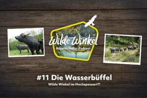 Titelbild: Wilde Winkel im Hochspessart?! Die Wasserbüffel (11. Folge)