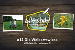 Titelbild: Wilde Winkel im Hochspessart?! Die Weikertswiese (12. Folge)