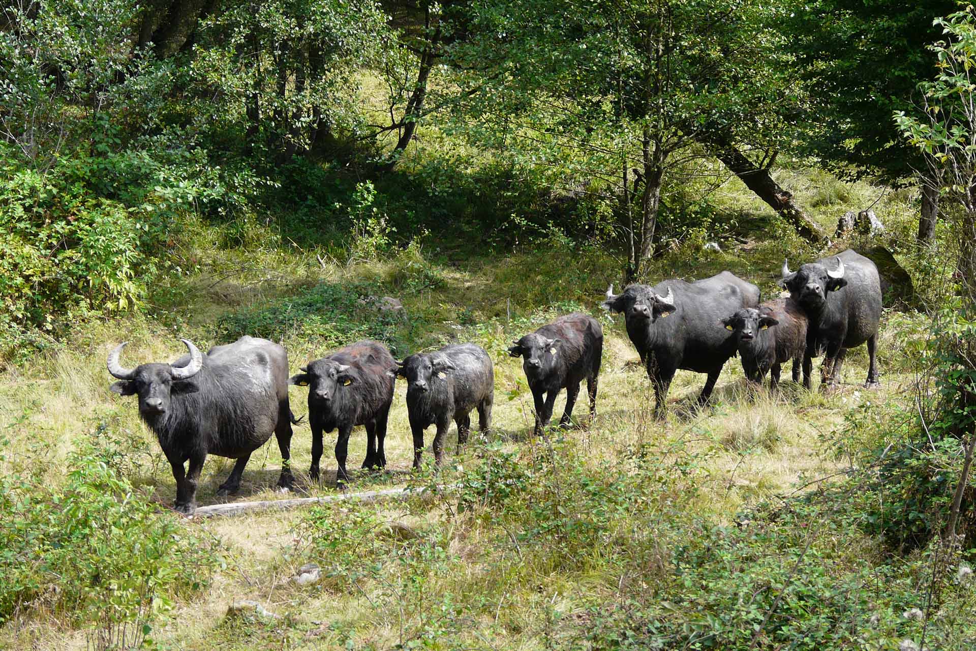 Eine Herde schwarzer Wasserbüffel steht auf einer grünen Feuchtwiese.