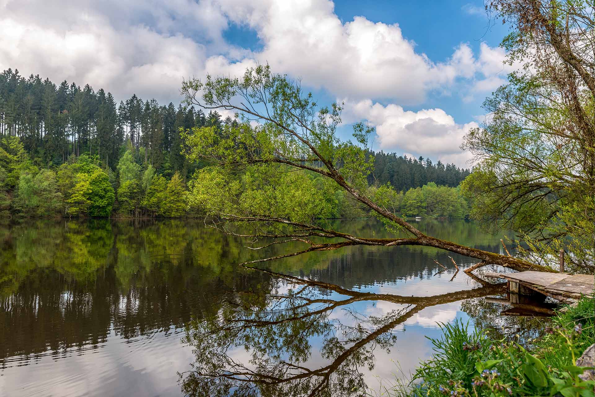 Ein umgefallener Baum ragt in einen Fluss hinein und spiegelt sich im klaren Wasser wieder.