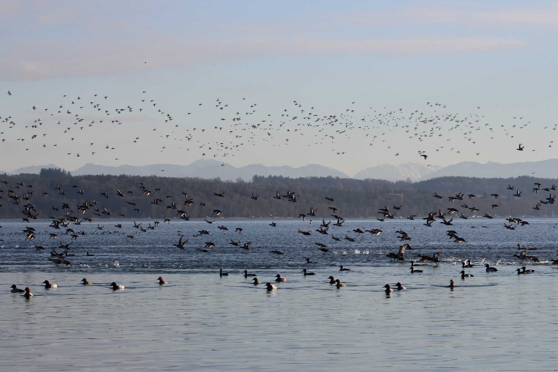Blick auf den Starnberger See. Auf dem See schwimmen zahlreiche Wasservögel im Hintergrund Alpenpanorama.