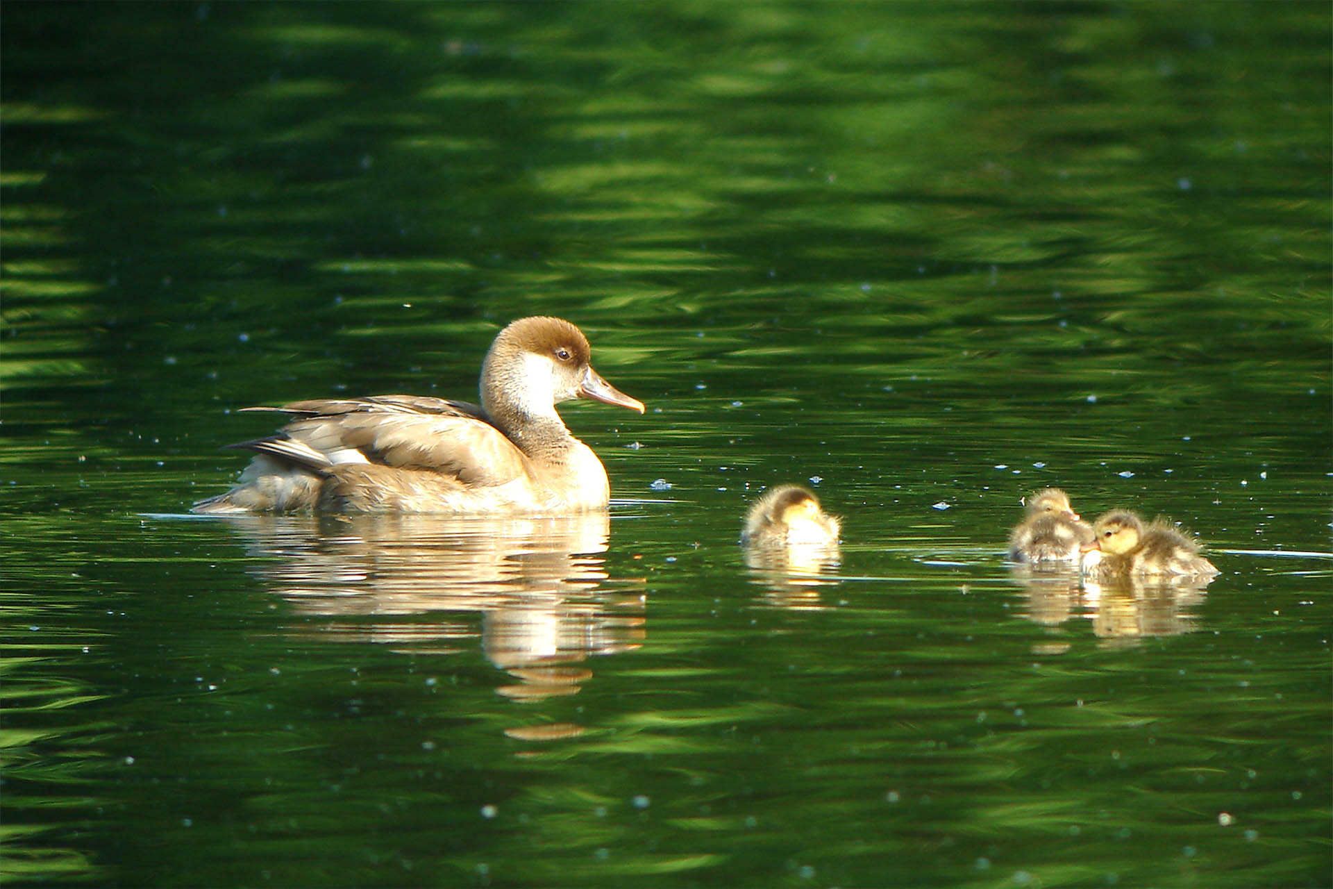 Eine gelbliche Ente schwimmt mit ihren drei Küken auf dem Wasser.