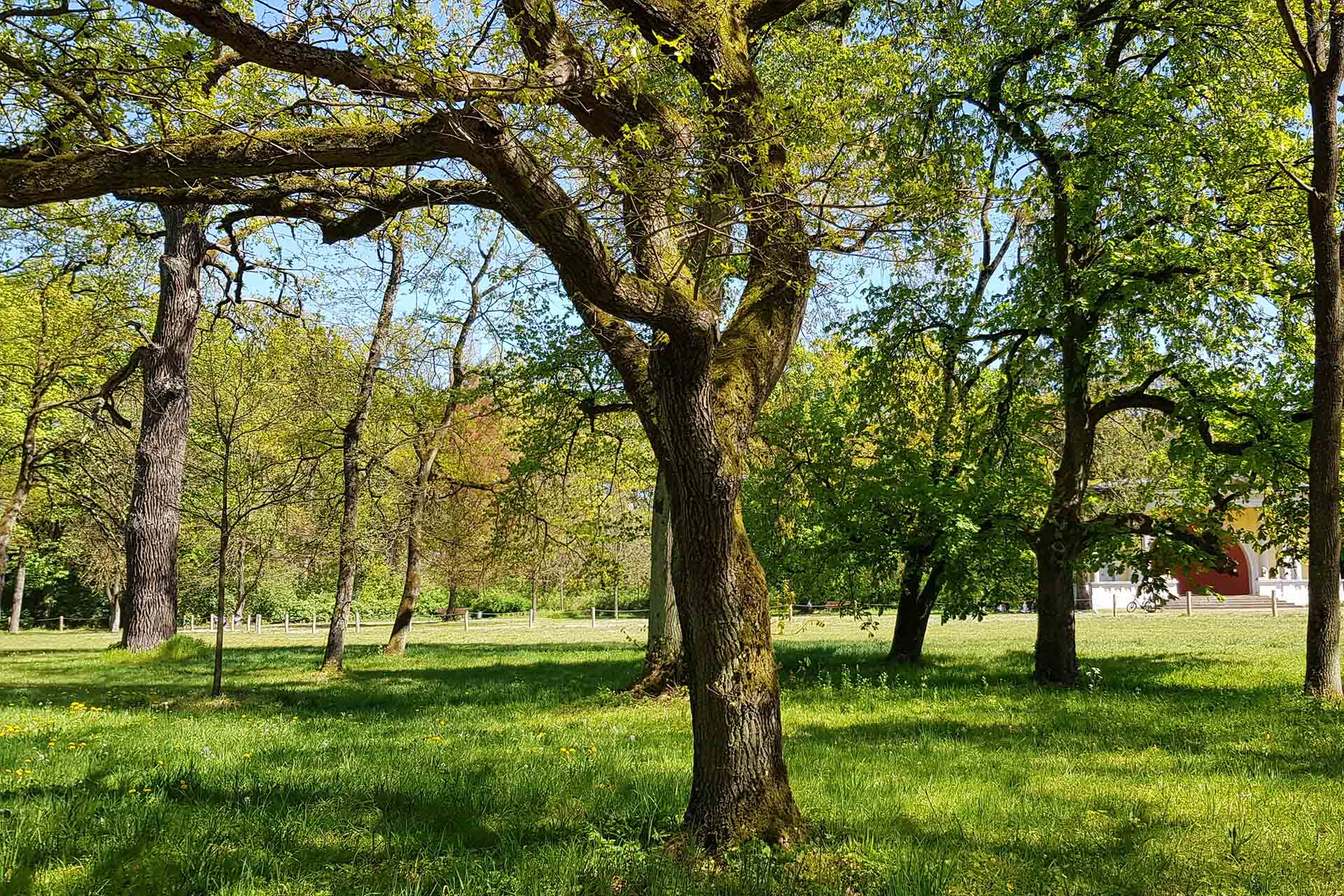Warmes Sonnenlicht funkelt durch die alten, dicken Eichenbäume im Stadtpark Bamberger Hain.