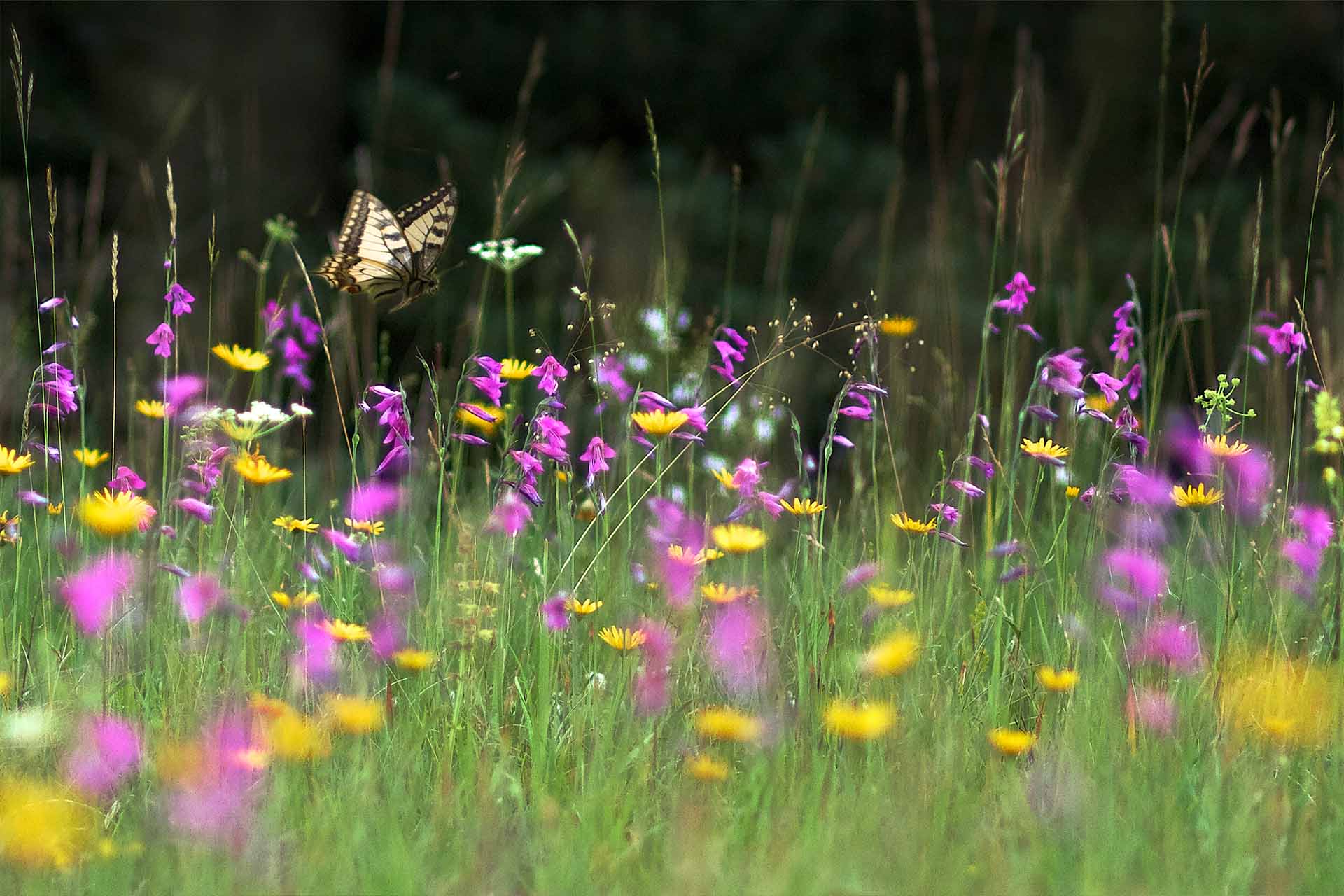 Ein gelb-schwarzer Schmetterling fliegt über eine bunte Blumenwiese.