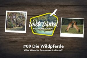 Titelbild: Wilde Winkel im Augsburger Stadtwald?! Die Wildpferde (9. Folge)