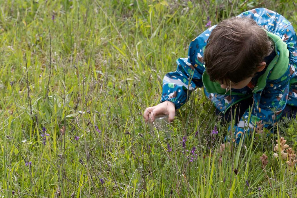 Ein kleines Kind sitzt mit Becherlupe in einer bunt bewachsenen Wiese und sucht nach Insekten.